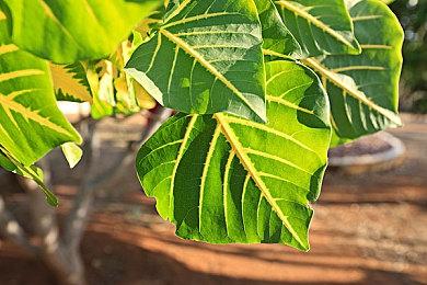 KK官方对战平台新图推荐！超难超爽的解压神作，打工人摸鱼必备！